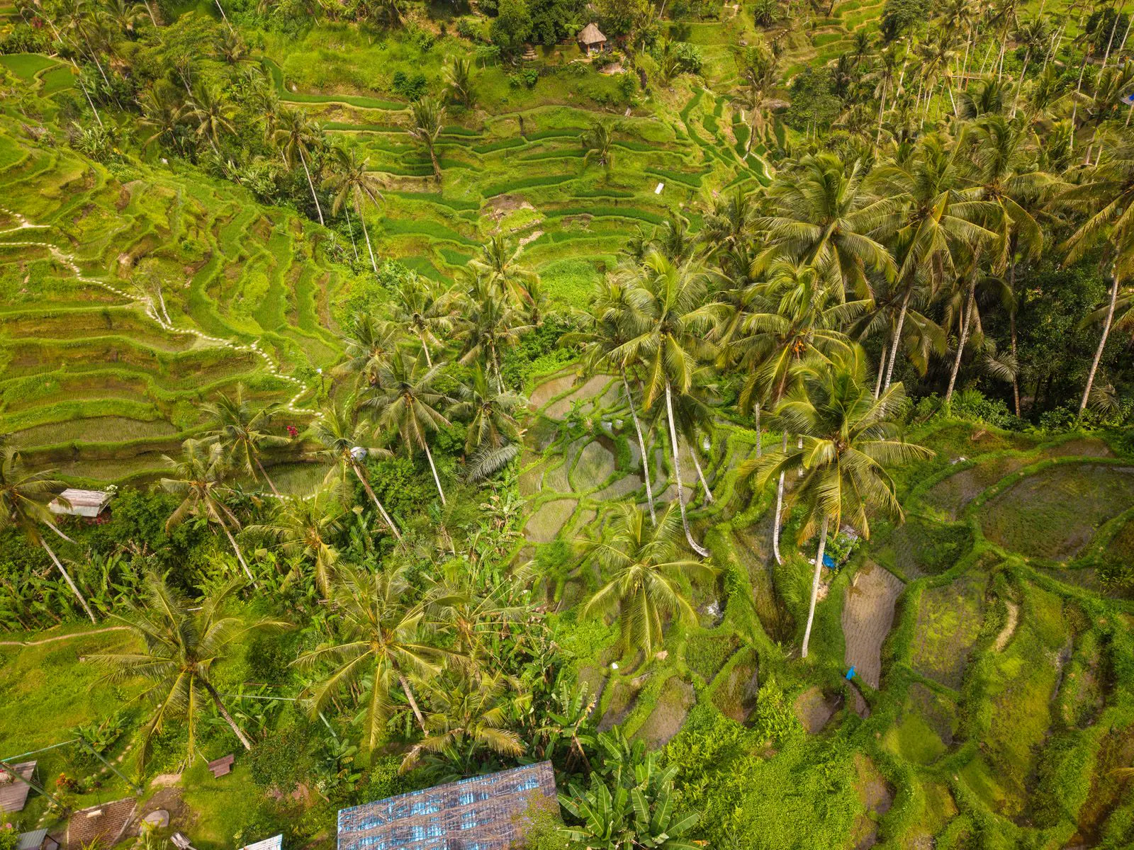 Rice terraces and palms in Ubud, Bali