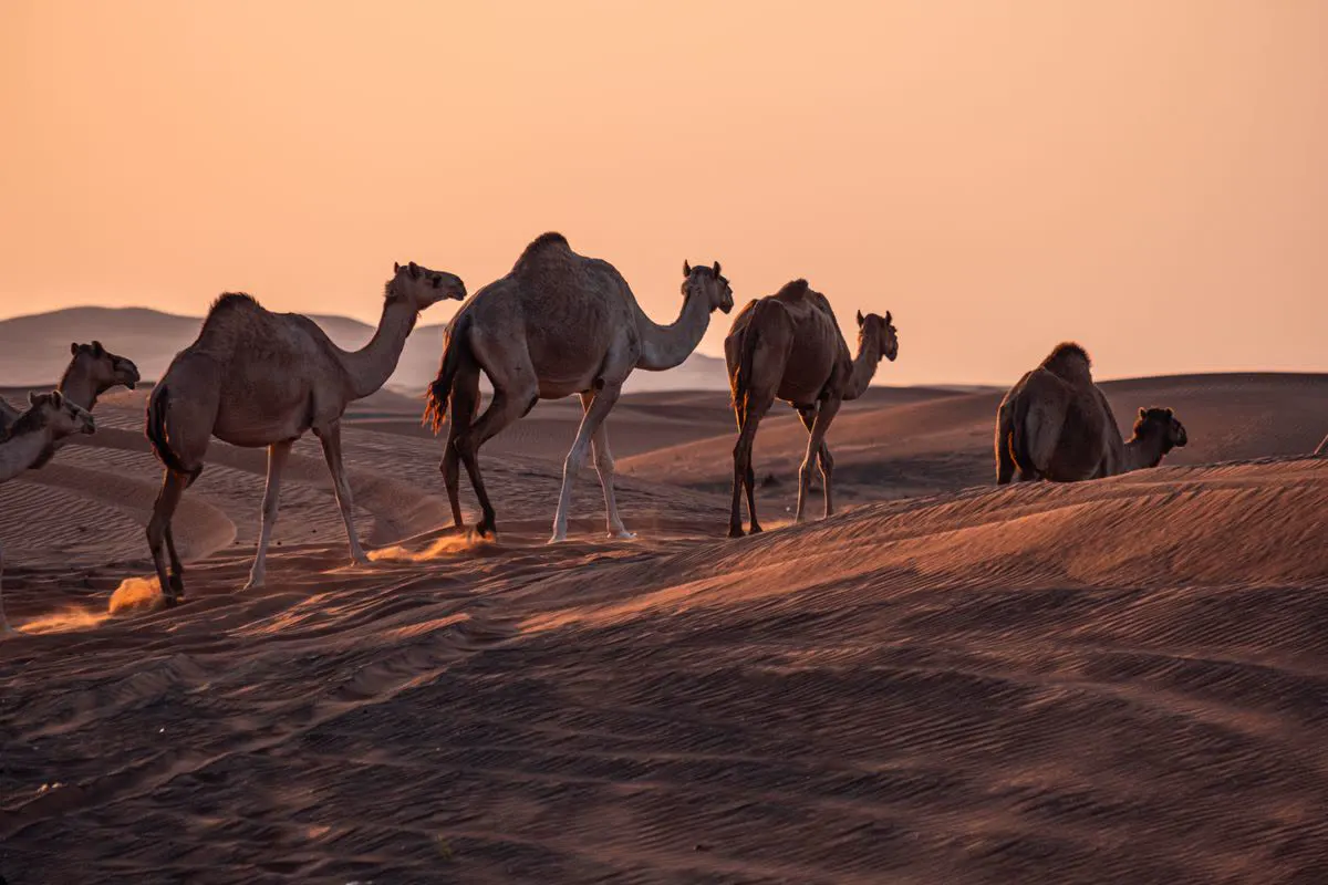 Camel caravan crossing golden desert dunes at sunset